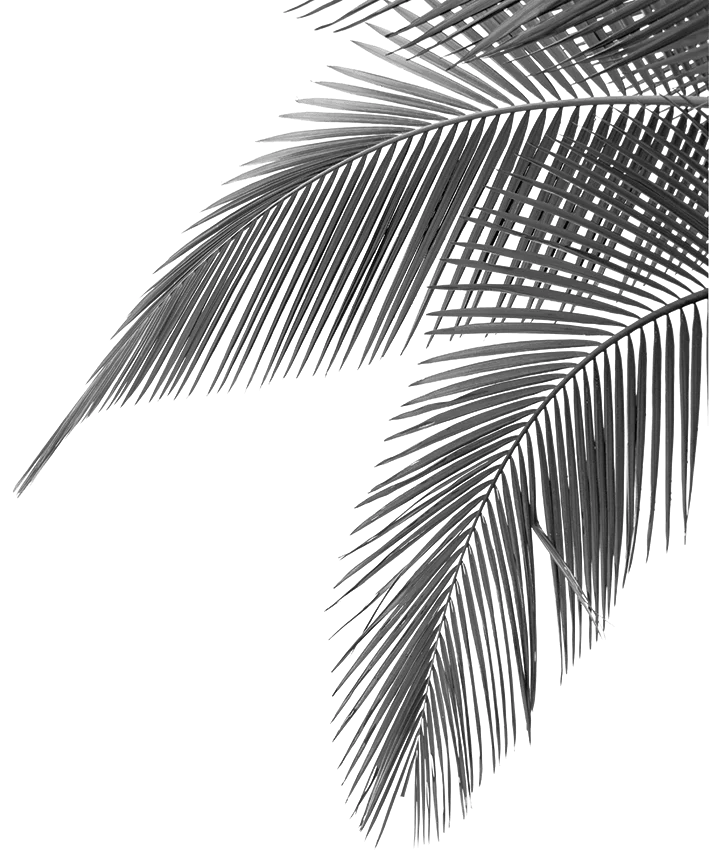 Palm tree